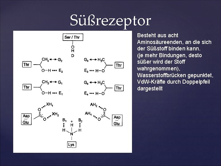 Süßrezeptor Besteht aus acht Aminosäureenden, an die sich der Süßstoff binden kann. (je mehr