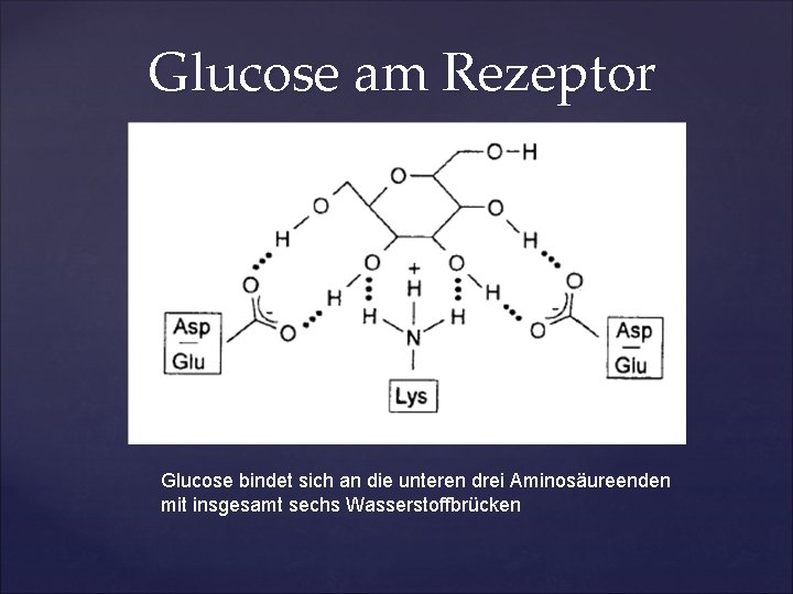 Glucose am Rezeptor Glucose bindet sich an die unteren drei Aminosäureenden mit insgesamt sechs