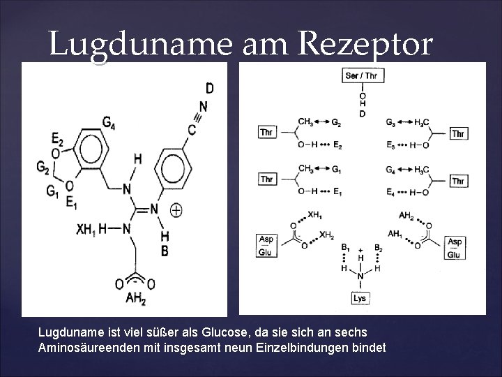 Lugduname am Rezeptor Lugduname ist viel süßer als Glucose, da sie sich an sechs