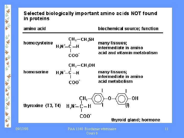 09/17/98 PAA 1140 Biochimie vétérinaire Cours 6 11 