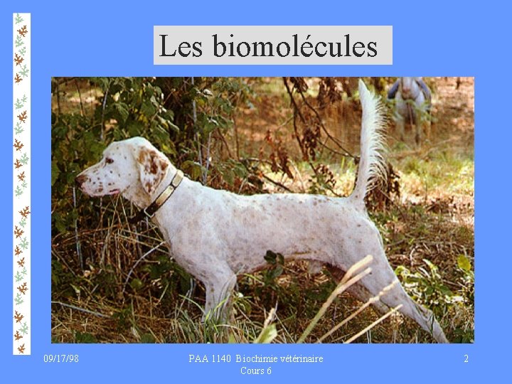Les biomolécules 09/17/98 PAA 1140 Biochimie vétérinaire Cours 6 2 