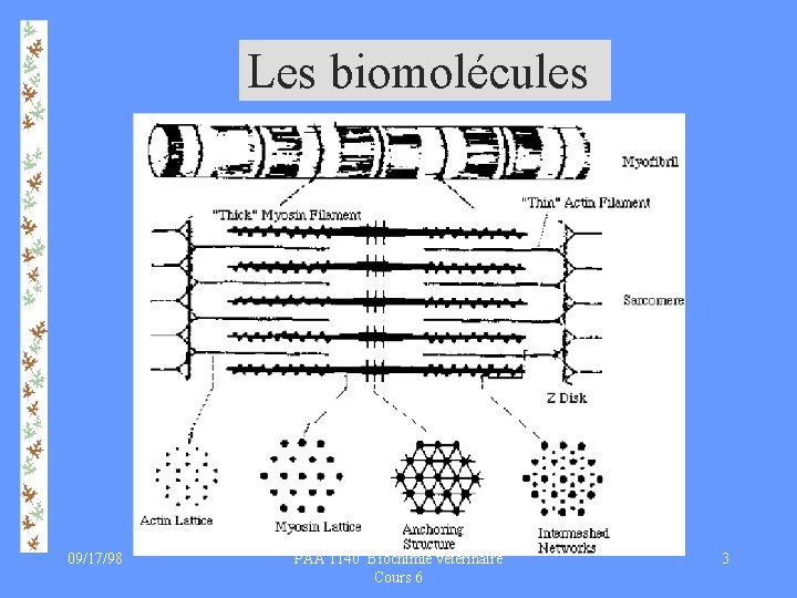 Les biomolécules 09/17/98 PAA 1140 Biochimie vétérinaire Cours 6 3 