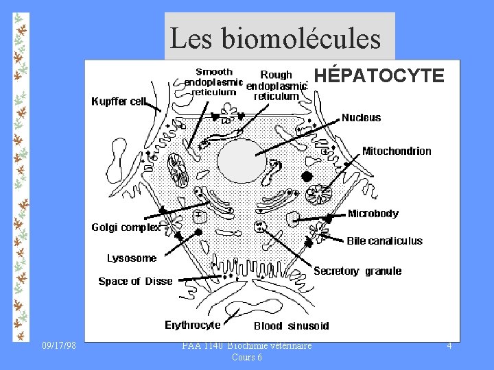 Les biomolécules HÉPATOCYTE 09/17/98 PAA 1140 Biochimie vétérinaire Cours 6 4 