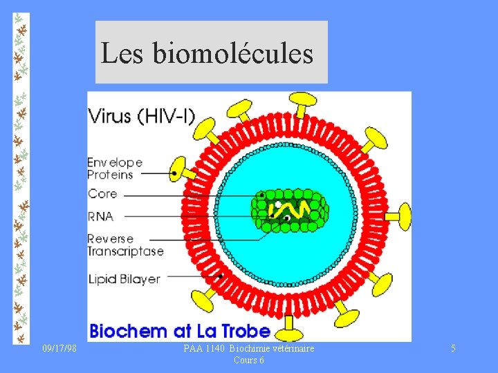 Les biomolécules 09/17/98 PAA 1140 Biochimie vétérinaire Cours 6 5 