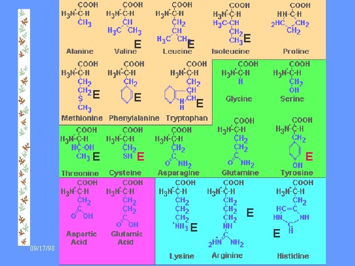 E E E 09/17/98 PAA 1140 Biochimie vétérinaire Cours 6 E 8 