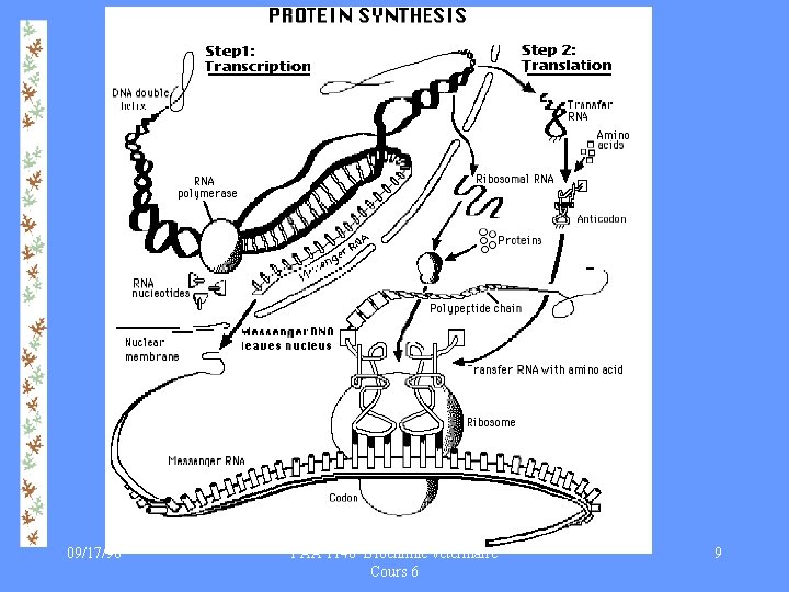 09/17/98 PAA 1140 Biochimie vétérinaire Cours 6 9 