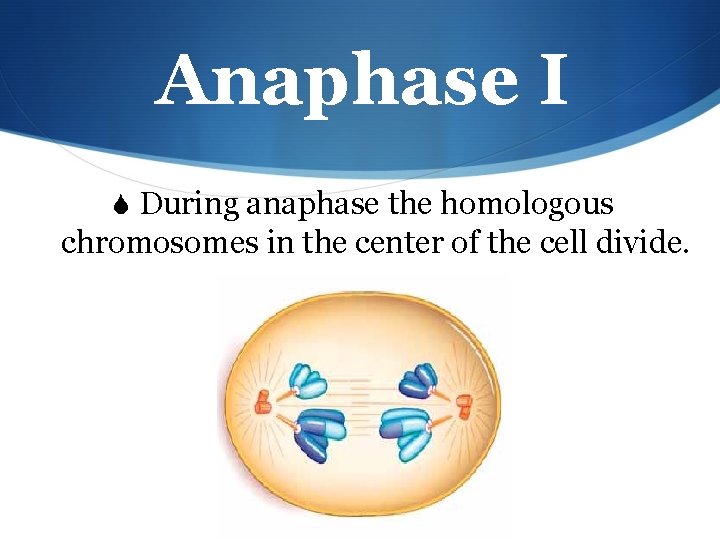 Anaphase I S During anaphase the homologous chromosomes in the center of the cell