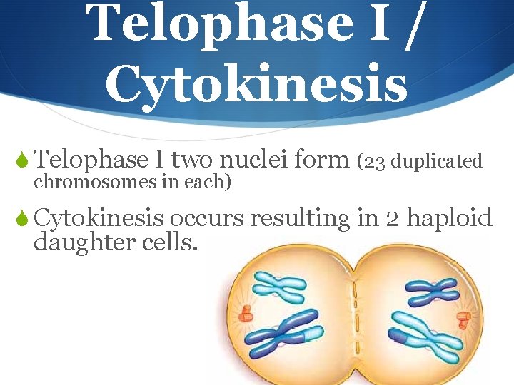 Telophase I / Cytokinesis S Telophase I two nuclei form (23 duplicated chromosomes in