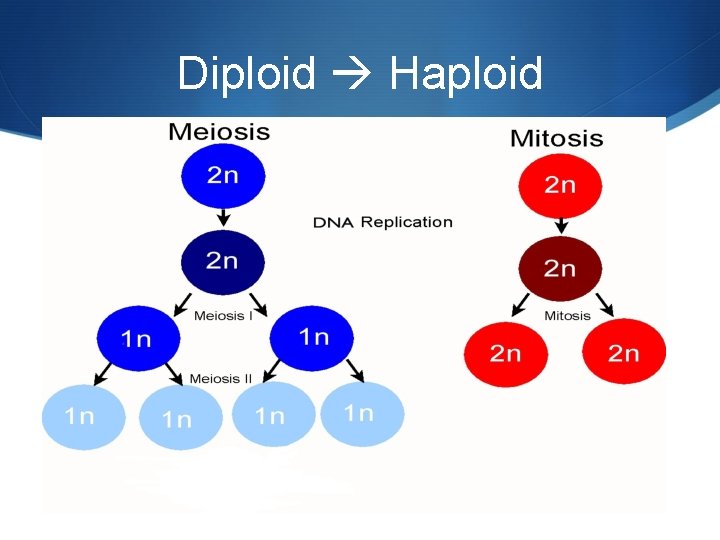 Diploid Haploid 