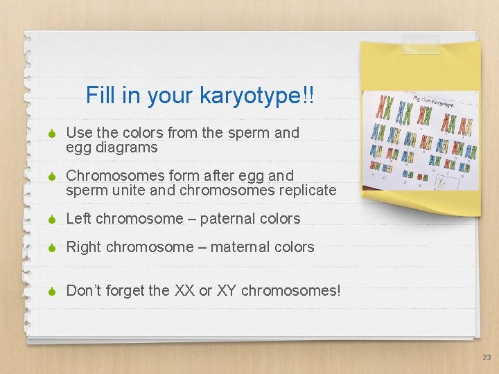 Fill in your karyotype!! S Use the colors from the sperm and egg diagrams