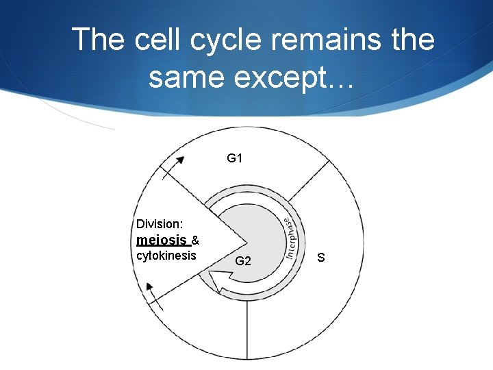 The cell cycle remains the same except… G 1 Division: meiosis & cytokinesis G