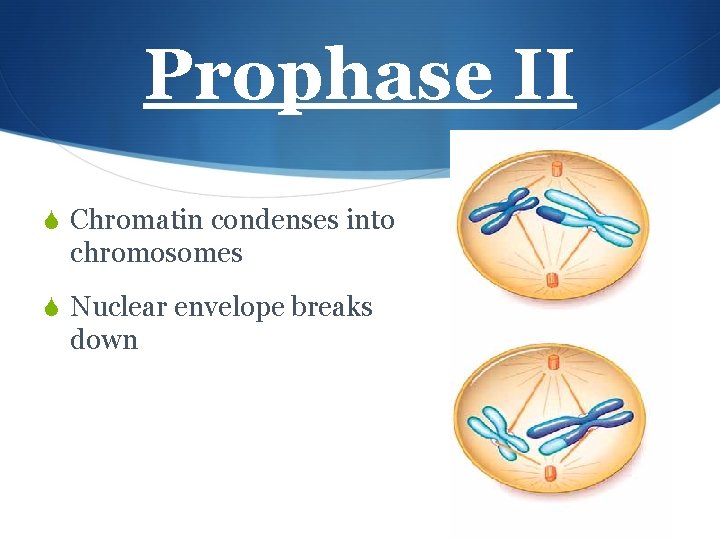 Prophase II S Chromatin condenses into chromosomes S Nuclear envelope breaks down 