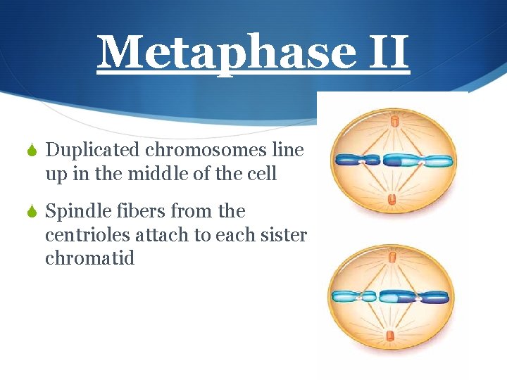 Metaphase II S Duplicated chromosomes line up in the middle of the cell S