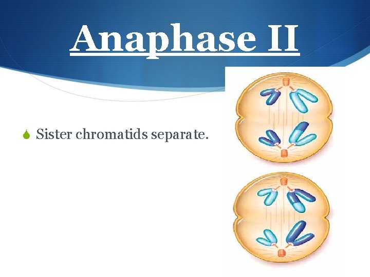 Anaphase II S Sister chromatids separate. 