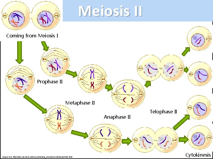 Meiosis II Coming from Meiosis I Prophase II Metaphase II Anaphase II Images from: