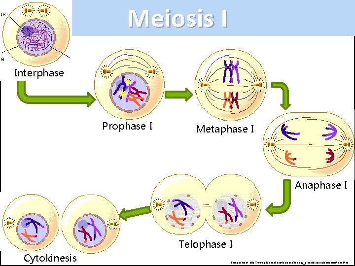 Meiosis I Interphase Prophase I Metaphase I Anaphase I Telophase I Cytokinesis Images from: