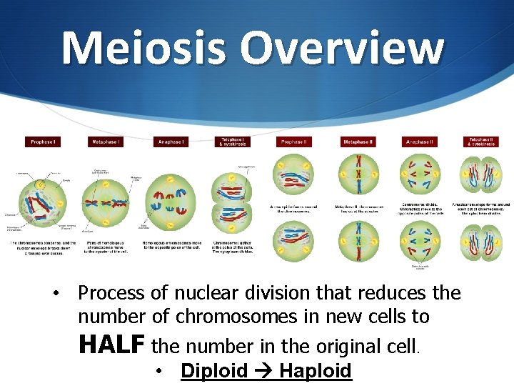 Meiosis Overview • Process of nuclear division that reduces the number of chromosomes in