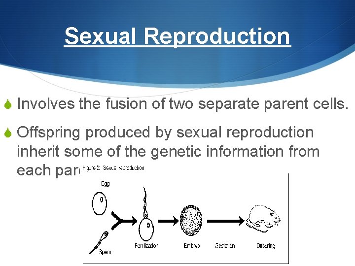 Sexual Reproduction S Involves the fusion of two separate parent cells. S Offspring produced