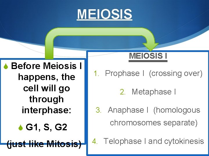 MEIOSIS I S Before Meiosis I happens, the cell will go through interphase: S