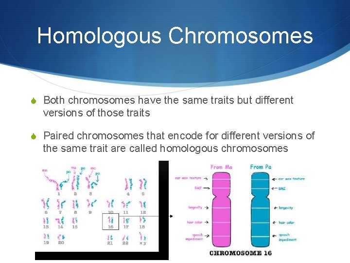 Homologous Chromosomes S Both chromosomes have the same traits but different versions of those