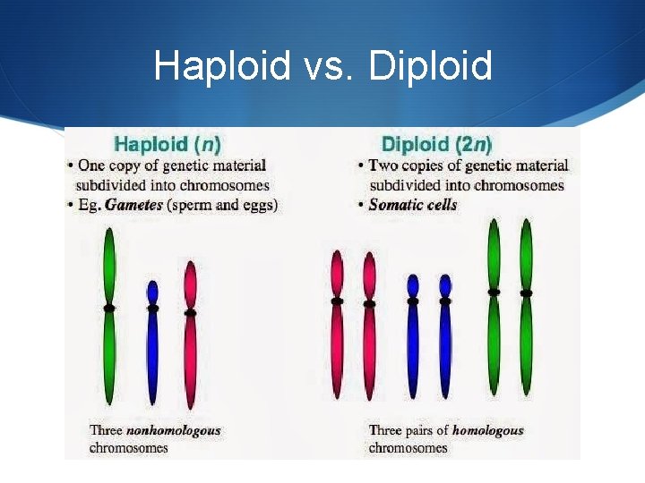 Haploid vs. Diploid 