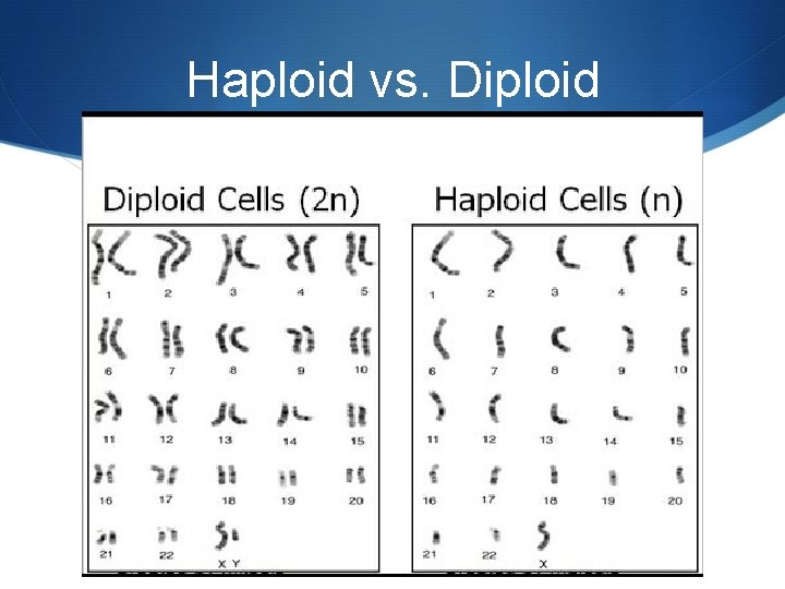 Haploid vs. Diploid 