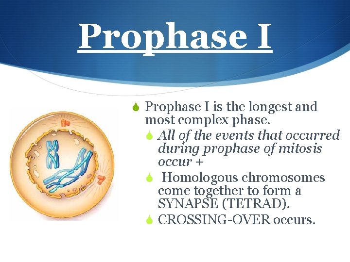 Prophase I S Prophase I is the longest and most complex phase. S All