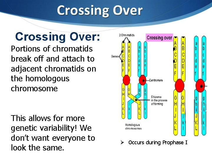 Crossing Over: Portions of chromatids break off and attach to adjacent chromatids on the