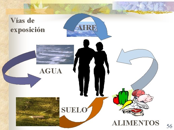 Vías de exposición AIRE AGUA SUELO ALIMENTOS 56 