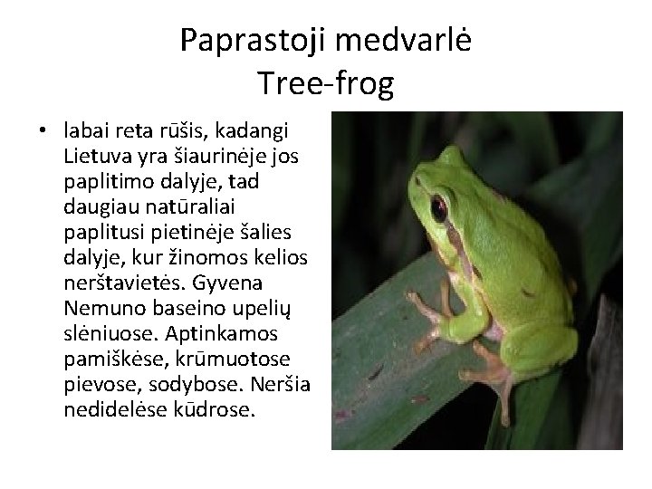 Paprastoji medvarlė Tree-frog • labai reta rūšis, kadangi Lietuva yra šiaurinėje jos paplitimo dalyje,