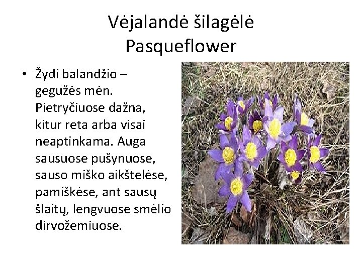 Vėjalandė šilagėlė Pasqueflower • Žydi balandžio – gegužės mėn. Pietryčiuose dažna, kitur reta arba