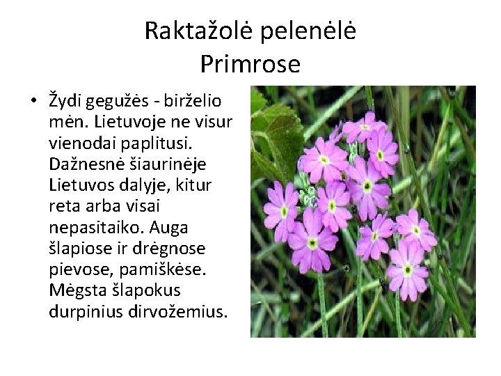 Raktažolė pelenėlė Primrose • Žydi gegužės - birželio mėn. Lietuvoje ne visur vienodai paplitusi.