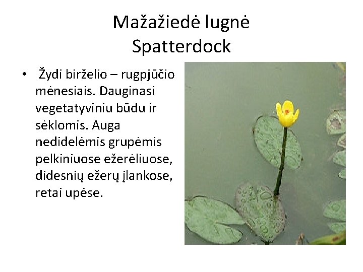 Mažažiedė lugnė Spatterdock • Žydi birželio – rugpjūčio mėnesiais. Dauginasi vegetatyviniu būdu ir sėklomis.