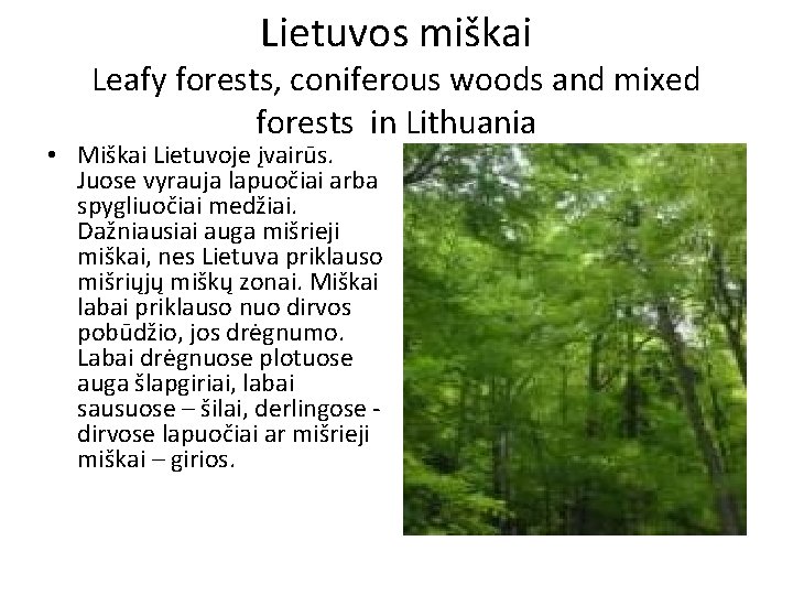 Lietuvos miškai Leafy forests, coniferous woods and mixed forests in Lithuania • Miškai Lietuvoje