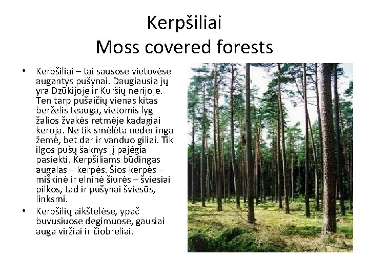 Kerpšiliai Moss covered forests • Kerpšiliai – tai sausose vietovėse augantys pušynai. Daugiausia jų
