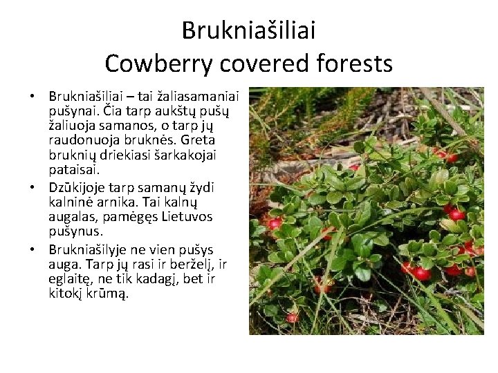 Brukniašiliai Cowberry covered forests • Brukniašiliai – tai žaliasamaniai pušynai. Čia tarp aukštų pušų