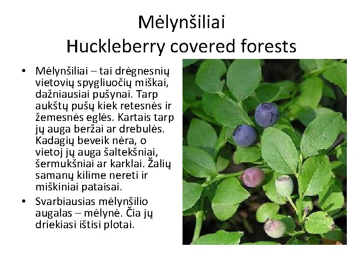 Mėlynšiliai Huckleberry covered forests • Mėlynšiliai – tai drėgnesnių vietovių spygliuočių miškai, dažniausiai pušynai.