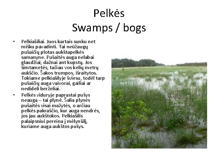 Pelkės Swamps / bogs • • Pelkiašiliai. Juos kartais sunku net mišku pavadinti. Tai