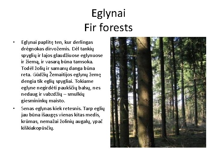 Eglynai Fir forests • • Eglynai paplitę ten, kur derlingas drėgnokas dirvožemis. Dėl tankių