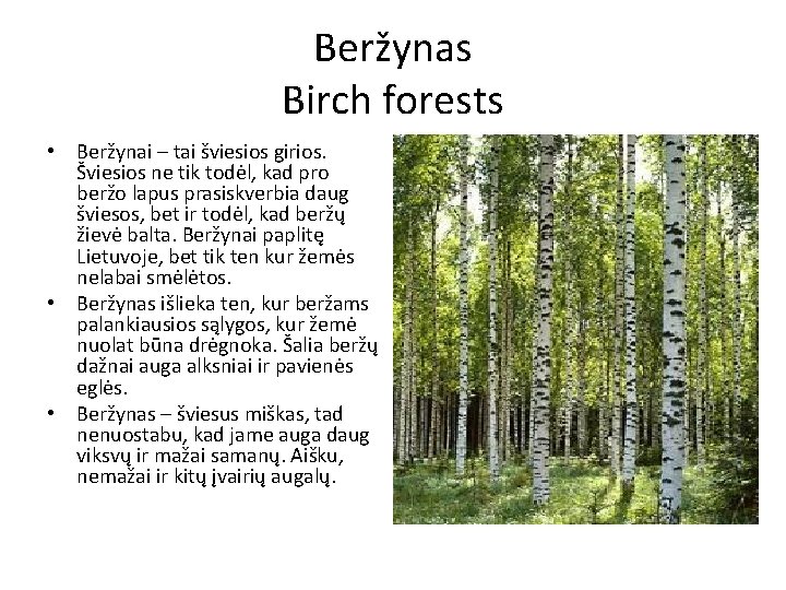 Beržynas Birch forests • Beržynai – tai šviesios girios. Šviesios ne tik todėl, kad