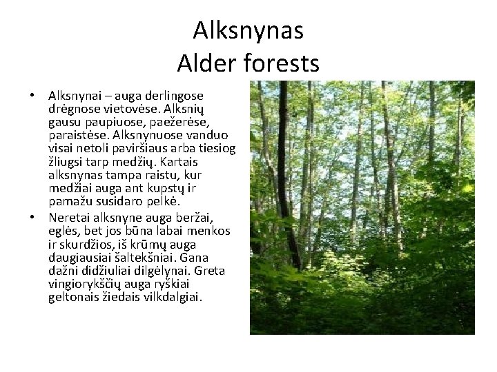 Alksnynas Alder forests • Alksnynai – auga derlingose drėgnose vietovėse. Alksnių gausu paupiuose, paežerėse,