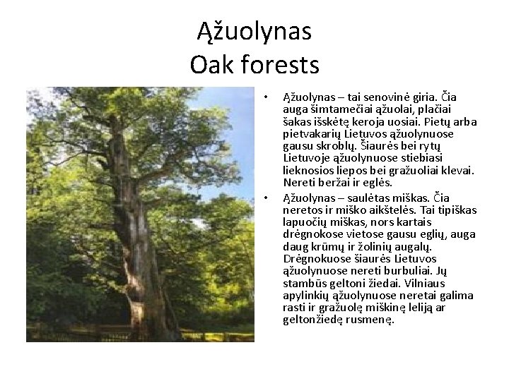 Ąžuolynas Oak forests • • Ąžuolynas – tai senovinė giria. Čia auga šimtamečiai ąžuolai,