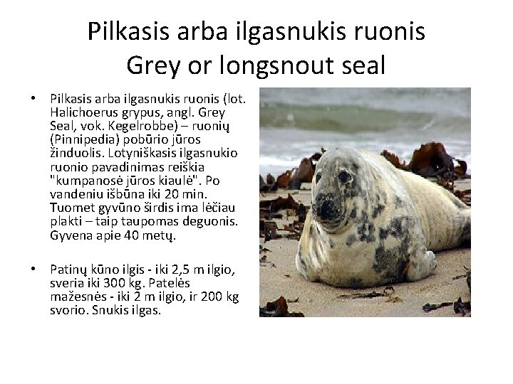 Pilkasis arba ilgasnukis ruonis Grey or longsnout seal • Pilkasis arba ilgasnukis ruonis (lot.