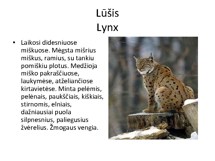 Lūšis Lynx • Laikosi didesniuose miškuose. Mėgsta mišrius miškus, ramius, su tankiu pomiškiu plotus.