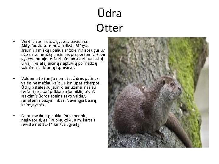 Ūdra Otter • Veikli visus metus, gyvena pavieniui. Aktyviausia sutemus, baikšti. Mėgsta sraunius miškų