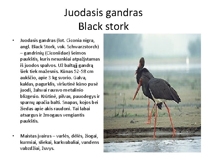 Juodasis gandras Black stork • Juodasis gandras (lot. Ciconia nigra, angl. Black Stork, vok.