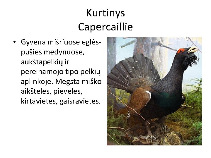 Kurtinys Capercaillie • Gyvena mišriuose eglėspušies medynuose, aukštapelkių ir pereinamojo tipo pelkių aplinkoje. Mėgsta