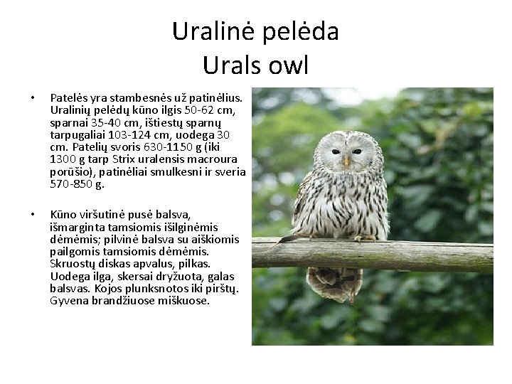 Uralinė pelėda Urals owl • Patelės yra stambesnės už patinėlius. Uralinių pelėdų kūno ilgis