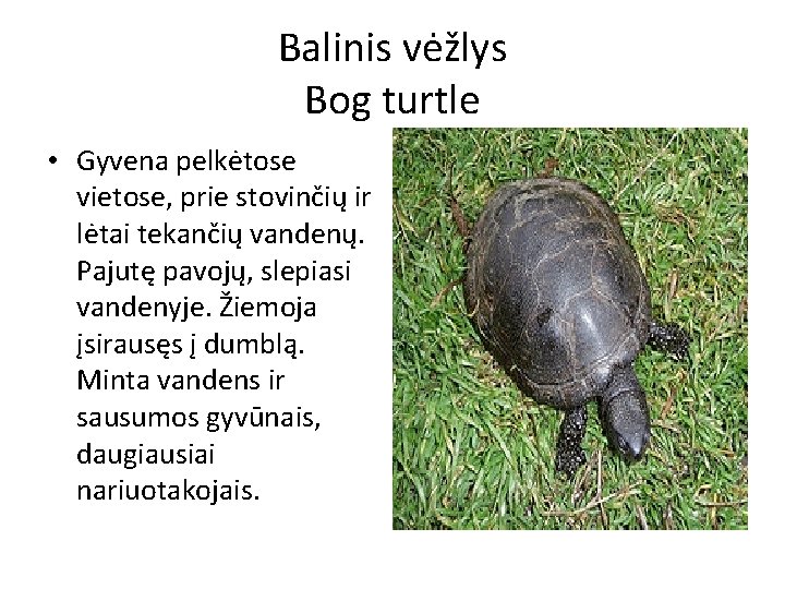 Balinis vėžlys Bog turtle • Gyvena pelkėtose vietose, prie stovinčių ir lėtai tekančių vandenų.