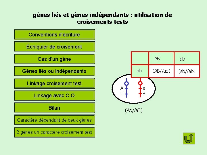 gènes liés et gènes indépendants : utilisation de croisements tests Conventions d’écriture Échiquier de